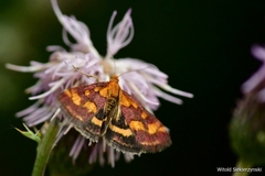 Pyrausta purpuralis
