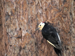 Dryobates albolarvatus