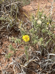 Xanthisma spinulosum