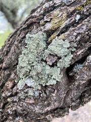 Flavopunctelia flaventior