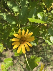 Heliopsis