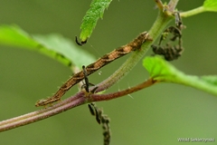 Melanchra persicariae