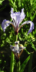 Iris hartwegii