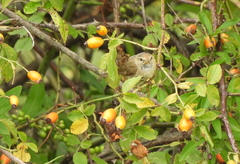 Phylloscopus trochiloides