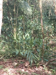 Hedychium coronarium