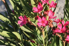 Nerium oleander