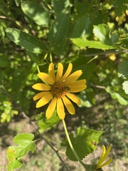 Heliopsis