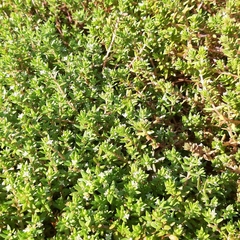 Crassula helmsii