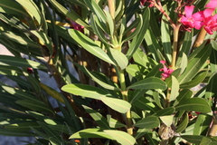 Nerium oleander