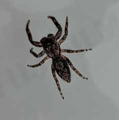 Platycryptus undatus