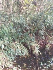Hedychium coronarium