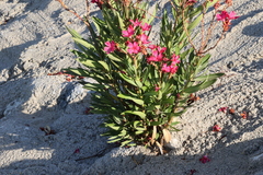 Nerium oleander