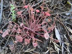 Claytonia perfoliata