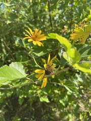 Heliopsis