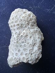 Montastraea cavernosa