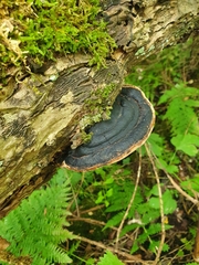 Fomitopsis pinicola