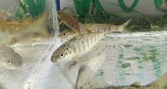 Salmo salar