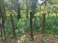 Hedychium coronarium