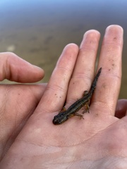 Ambystoma macrodactylum