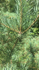 Pinus sylvestris