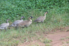 Branta sandvicensis