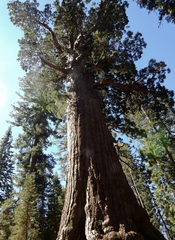 Sequoiadendron giganteum