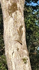 Sciurus