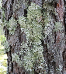 Hypogymnia farinacea