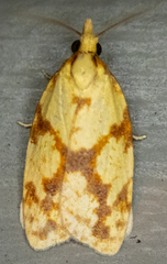 Sparganothis sulfureana