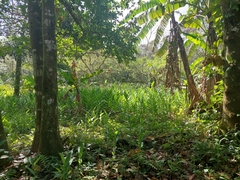 Hedychium coronarium