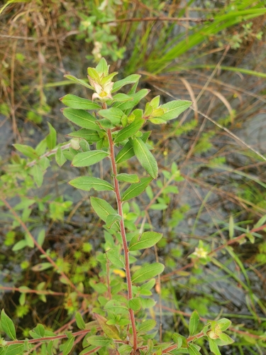 Image of Ludwigia pilosa by (c) Jody Shugart, some rights reserved (CC BY)