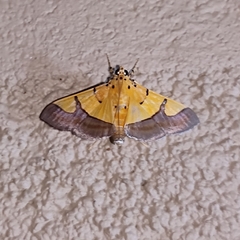 Endocrossis flavibasalis