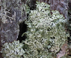 Hypogymnia farinacea