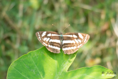 Neptis