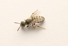 Perdita