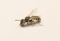 Perdita