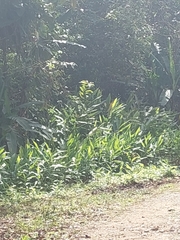 Hedychium coronarium