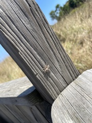 Platycryptus undatus