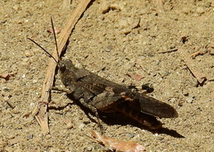 Trimerotropis fontana