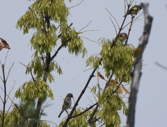 Carduelis carduelis