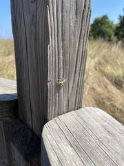 Platycryptus undatus