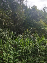 Hedychium coronarium