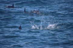 Stenella longirostris
