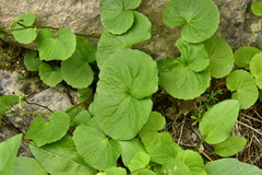 Viola biflora