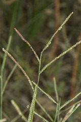 Paspalum orbiculare