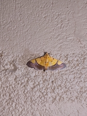 Endocrossis flavibasalis