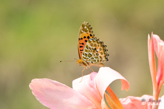 Argynnis hyperbius