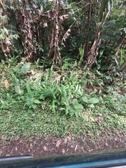 Hedychium coronarium