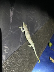 Kinyongia magomberae