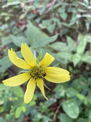 Helianthus tuberosus